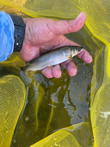 アユの釣果