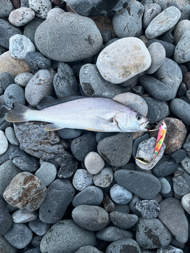 ニベの釣果