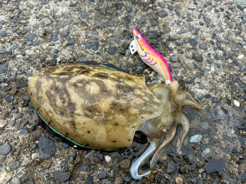 コウイカの釣果