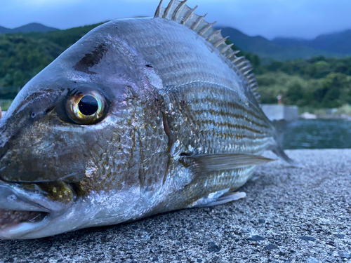 ヘダイの釣果