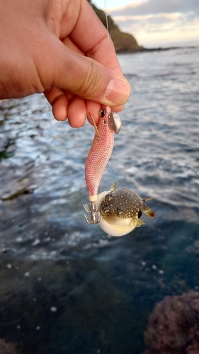 クサフグの釣果