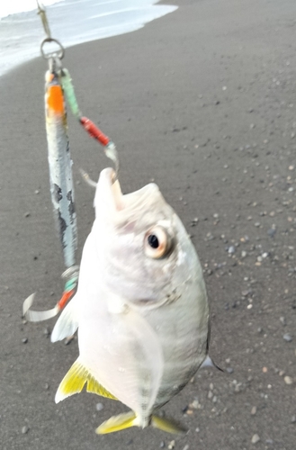 メッキの釣果