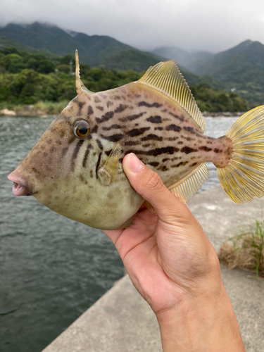 カワハギの釣果