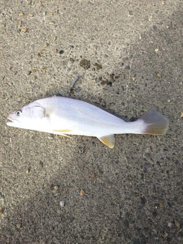 ニベの釣果