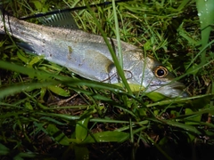 セイゴ（マルスズキ）の釣果