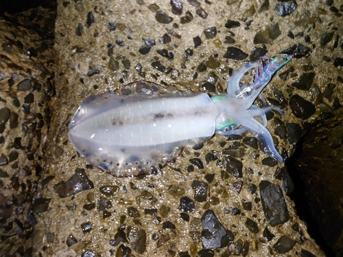 鹿児島湾南部