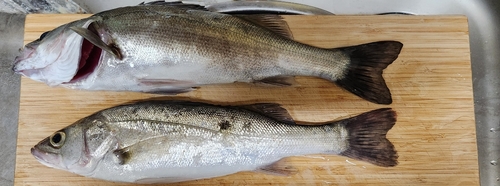 シーバスの釣果