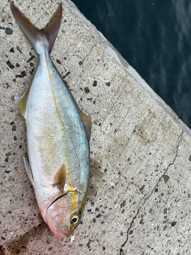 ネリゴの釣果