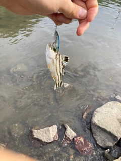 コトヒキの釣果