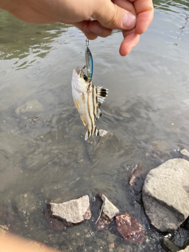 コトヒキの釣果