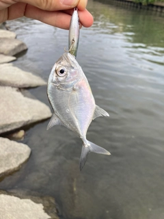 メッキの釣果