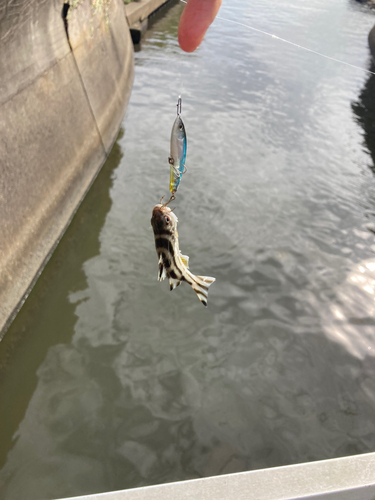 コトヒキの釣果