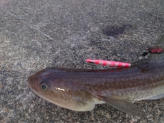 タチウオの釣果