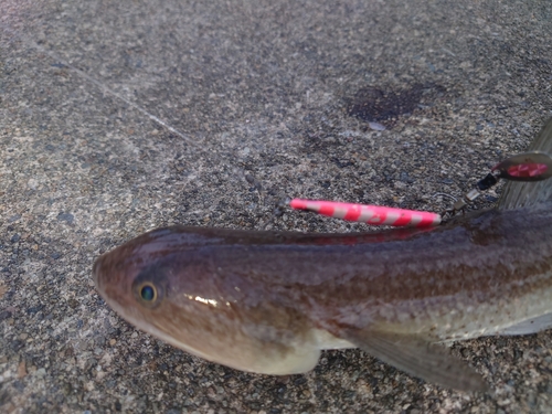 タチウオの釣果