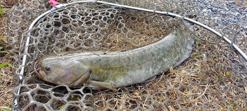 ナマズの釣果