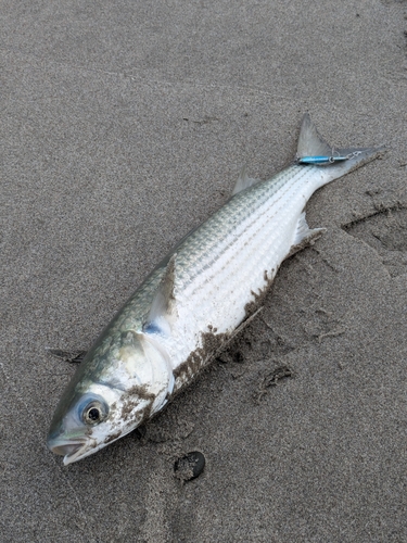 釣果