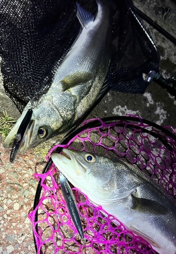 シーバスの釣果