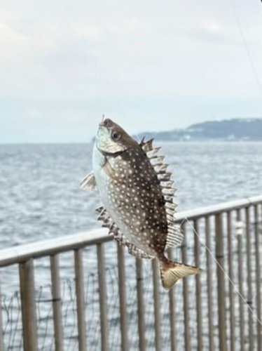 アイゴの釣果