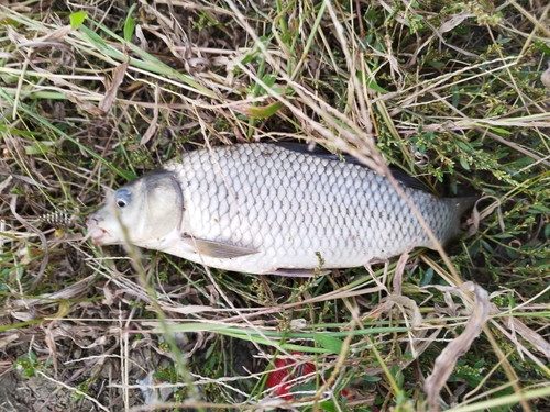 コイの釣果