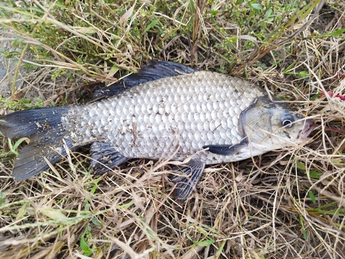 ヘラブナの釣果