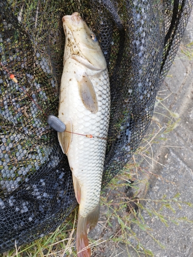 コイの釣果