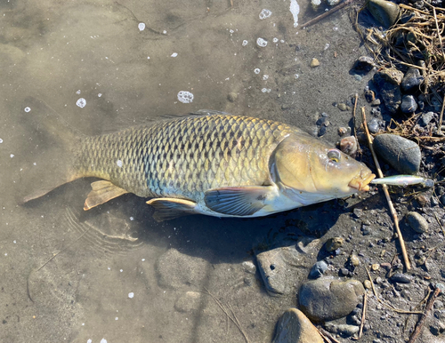 コイの釣果