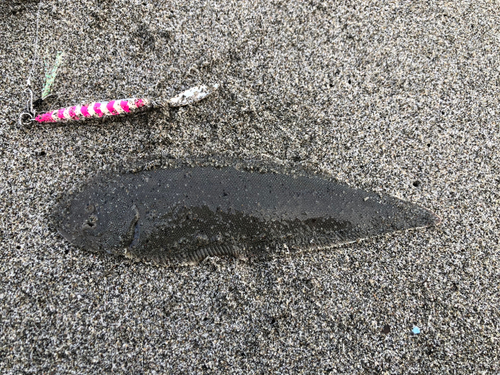 シタビラメの釣果