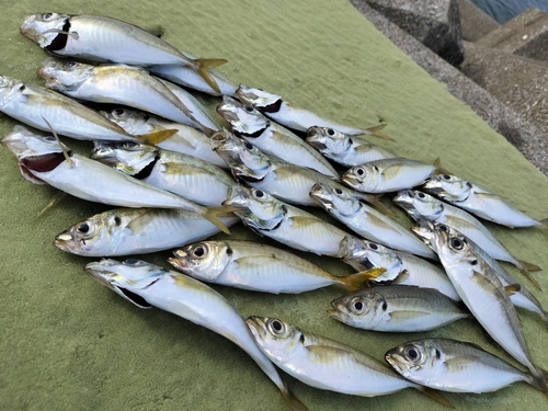 アジの釣果