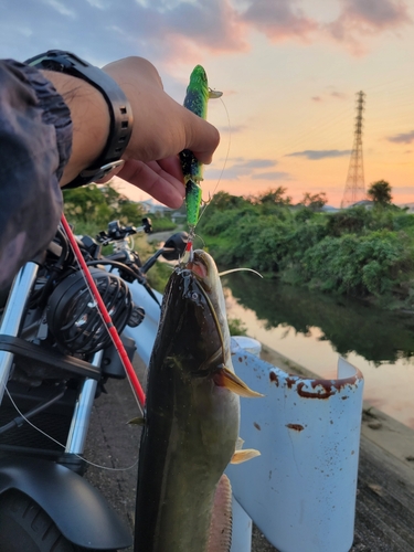 マナマズの釣果