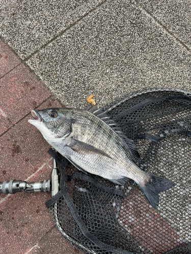 クロダイの釣果