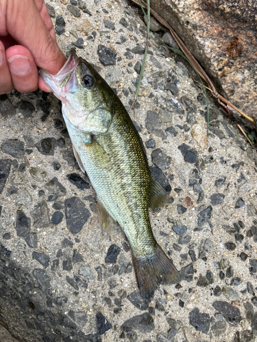 ブラックバスの釣果