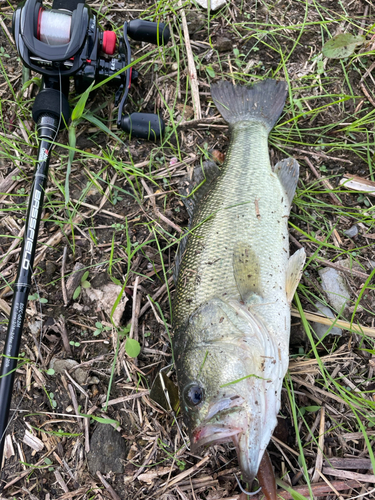 ラージマウスバスの釣果