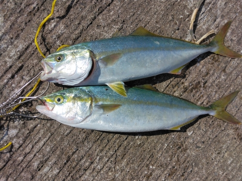 ワカシの釣果