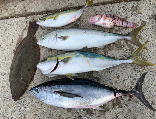 コシナガマグロの釣果