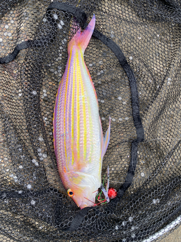 イトヨリダイの釣果