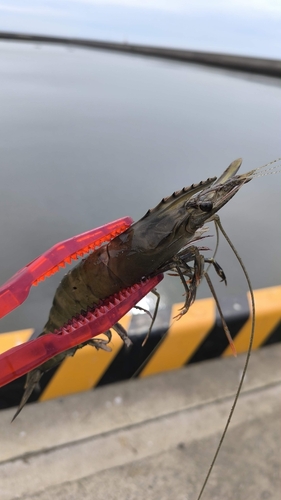 エビの釣果