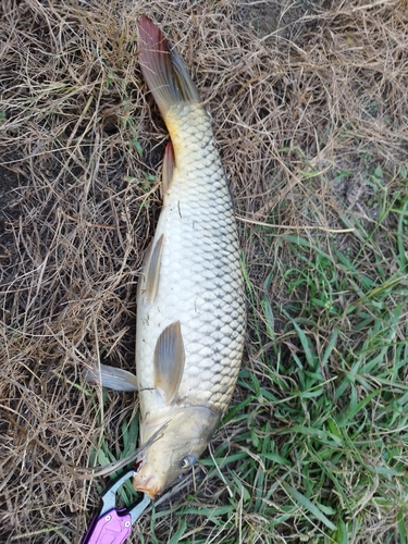 コイの釣果