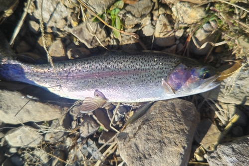 ニジマスの釣果