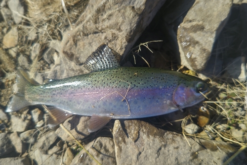 ニジマスの釣果