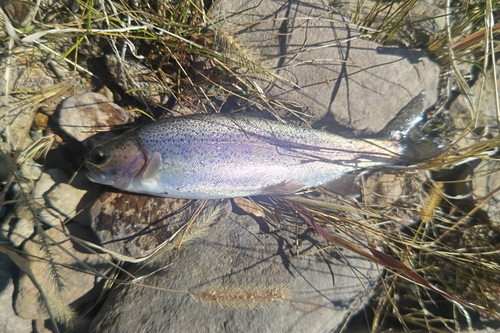 ニジマスの釣果