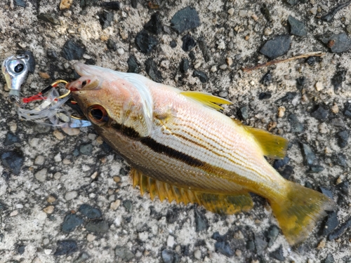 ヨコスジフエダイの釣果