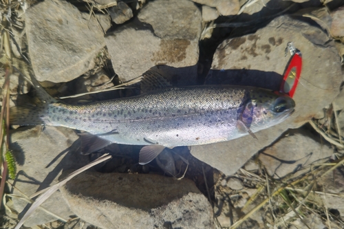 ニジマスの釣果