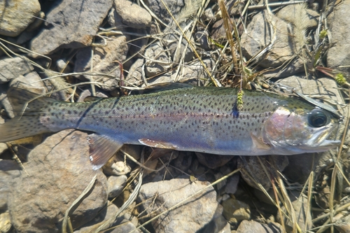 ニジマスの釣果