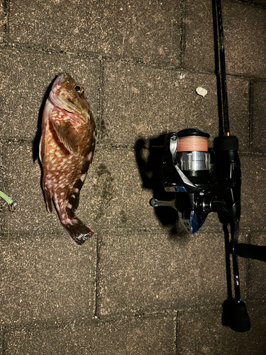 カサゴの釣果