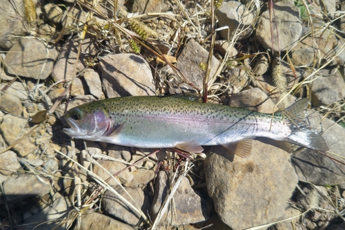 ニジマスの釣果