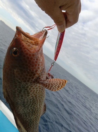 オオモンハタの釣果