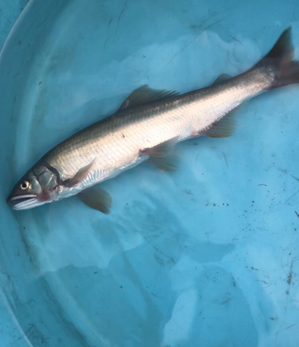 アユの釣果