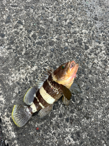 ハタの釣果