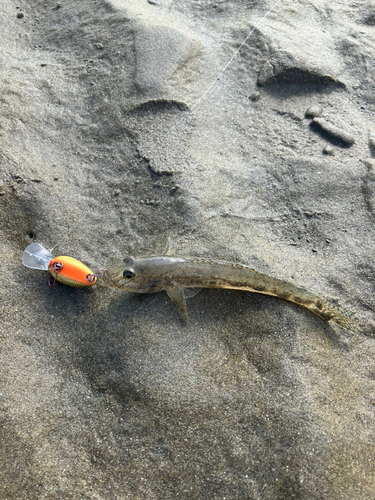 ハゼの釣果