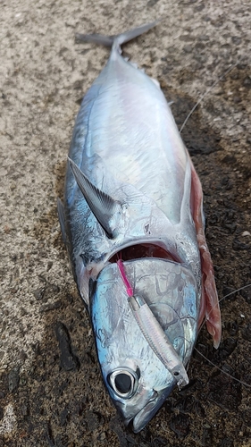 ヒラソウダの釣果